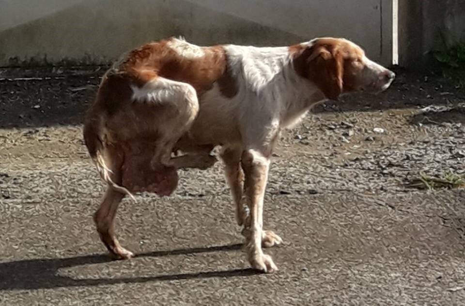 Chienne X Epagneul Jetee Avec Une Enorme Masse Entre Ses Pattes Arriere Les Creoles Ont La Parole