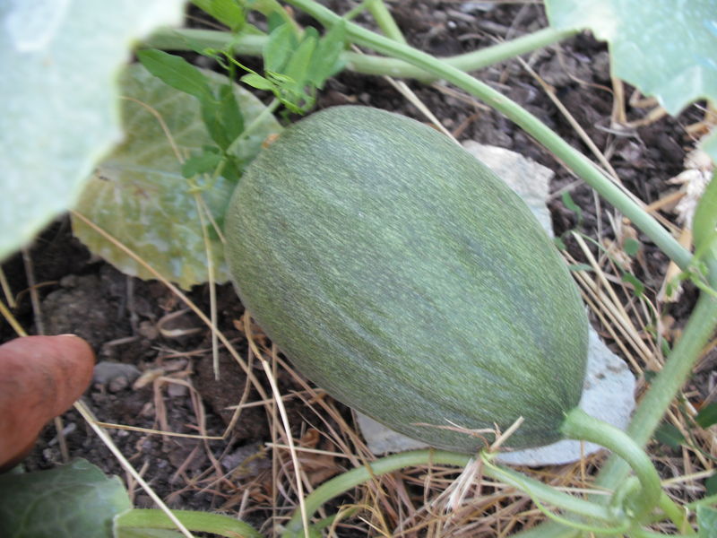 Melon 