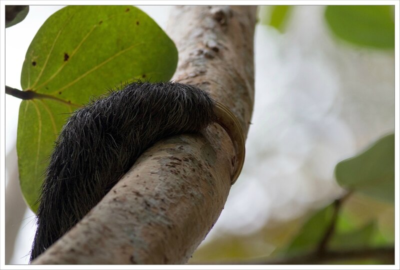 CR 7 Cahuita parc 2015 30 paresseux griffes
