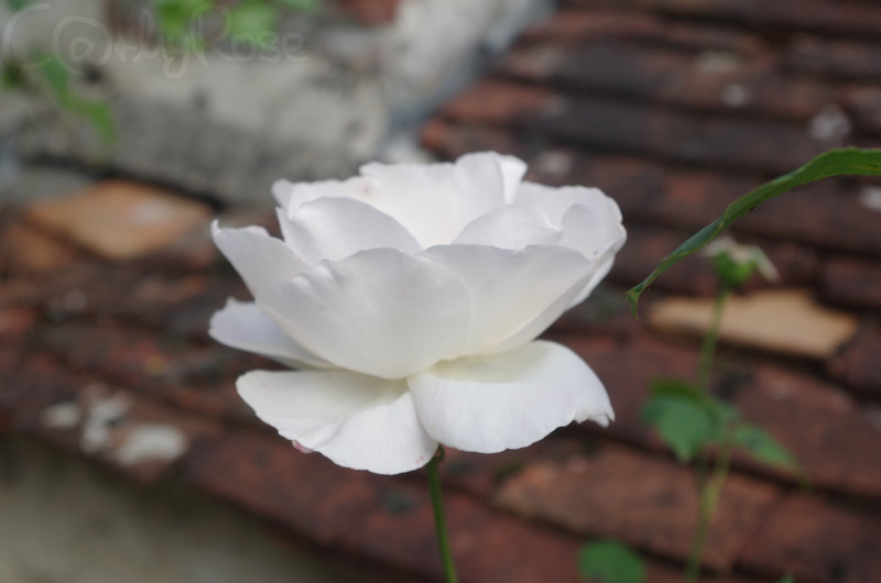 IMGP0867