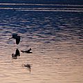 IMG_5244 - Copie
