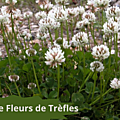 40 TREFLES(4) Confit de fleurs de trèfles 