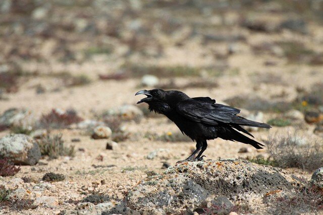 Fuerteventura Lîle Aux Oiseaux Photos Nature Et Vie