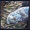 Le berceau de soleil - lynx boréal endormi - d'après photo P Raydelet - Détail Peinture à l'huile sur bois de coffrage