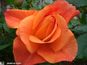 Rose_et_rosee