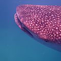 requins baleine 21 fevrier 2014