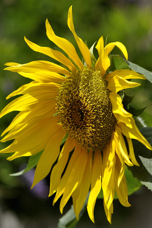_DSC0170_Tournesol