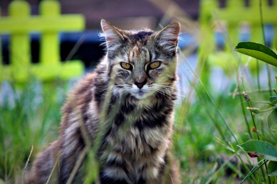 Les Chats D Audenge