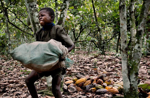 cacao1