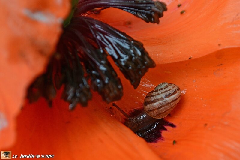 Escargot dans une fleur de pavot