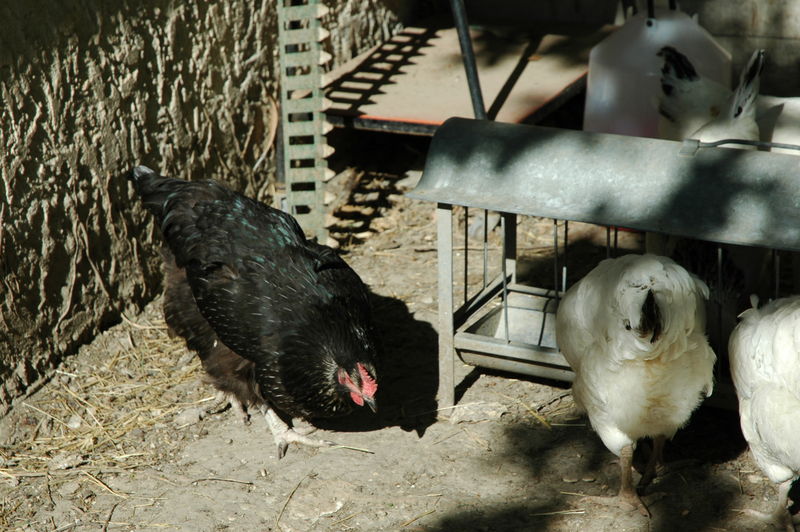 Ma Poule Couve Depuis Plus D'un Mois Présentation de tout mon petit monde - ah si vous connaissiez ma poule