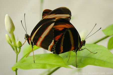 Papillons
