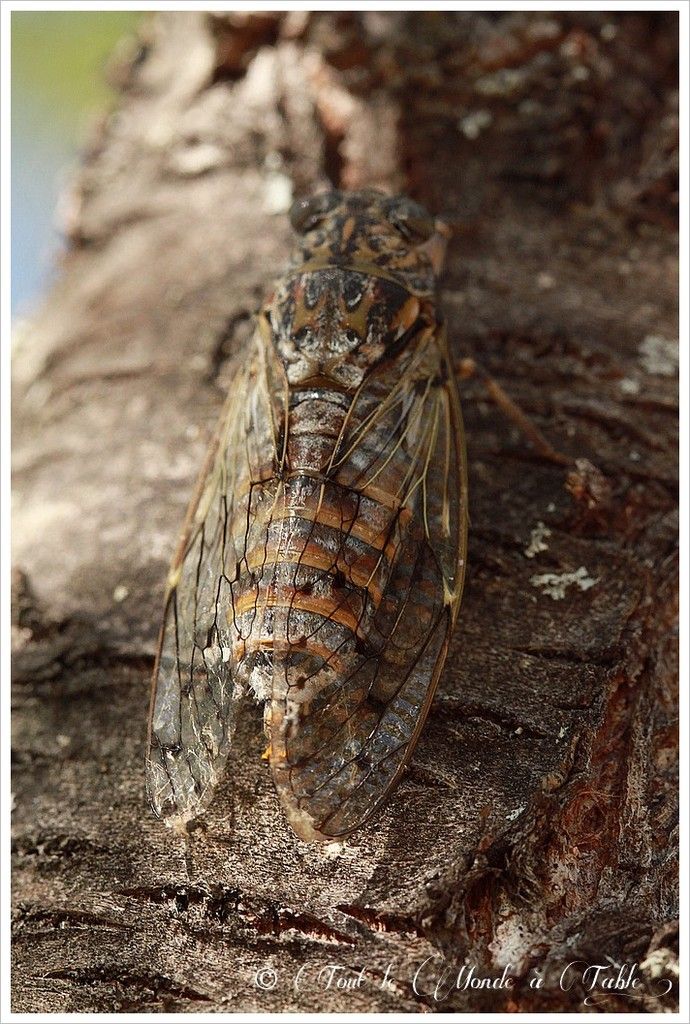 durée de vie d'une cigale en