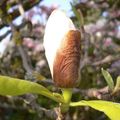  le magnolia à grandes fleurs , magnolia grandiflora (magnoliacées)