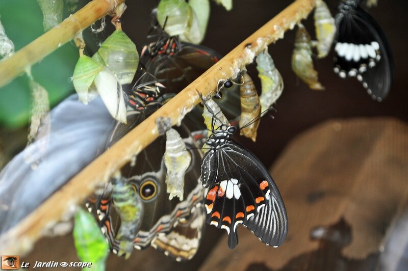 Eclosion d'un Papilio memnon