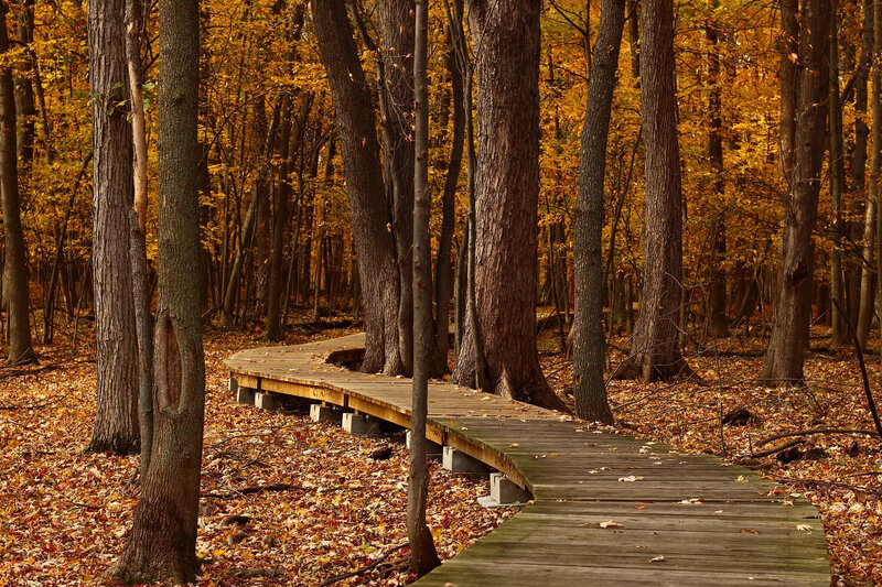 fall-1432252_1920