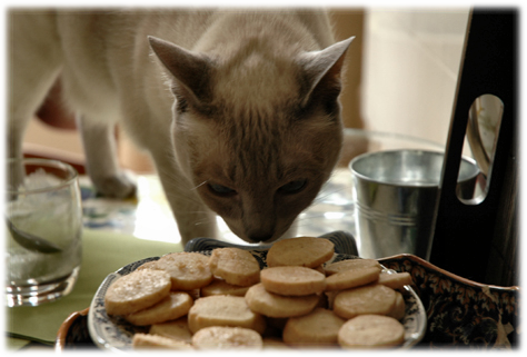 Recette Maison Pour Chat Mystere Naturel