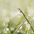 herbe-rosée14-02