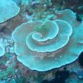 cloche-de-hina (91)
