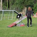Z-9974 Concours d'agility à Wittes (62)