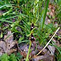Ophrys mouche