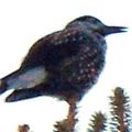 Cassenoix moucheté, Nucifraga caryocatactes