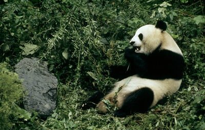 Le Panda Géant Photo De Les Animaux En Voie De Disparition