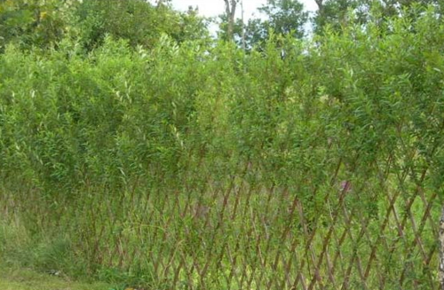 PANIER DE RANGEMENT EN OSIER SUR MESURE - stage vannerie cours osier  formation Etienne Métézeau hais d'osier vivant pour jardin