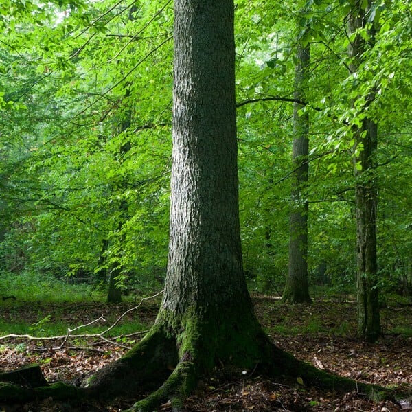 arbre-foret-naturosoin-meditation-nature-05-600x600
