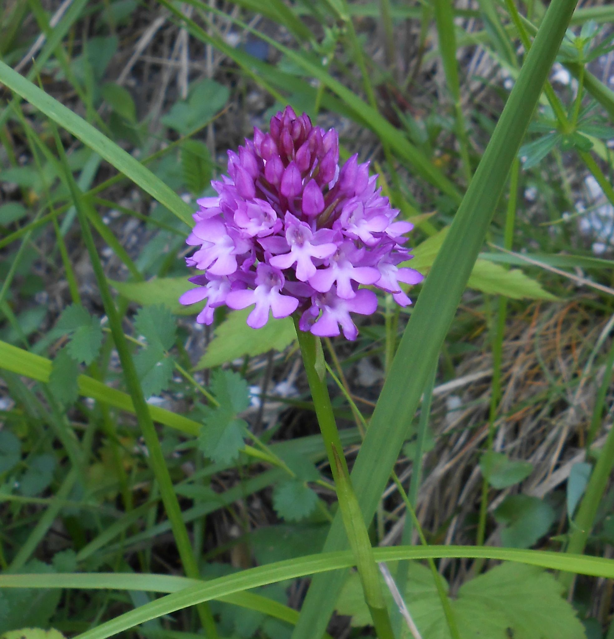 L'orchidée pyramide - Points de cerise violette
