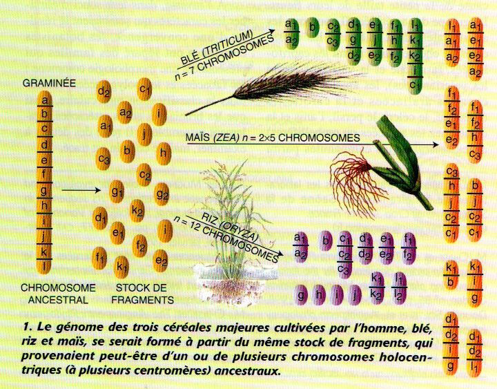 domestication figure 1 page 60 dossier PLS Janvier 2000 de la graine à la plante