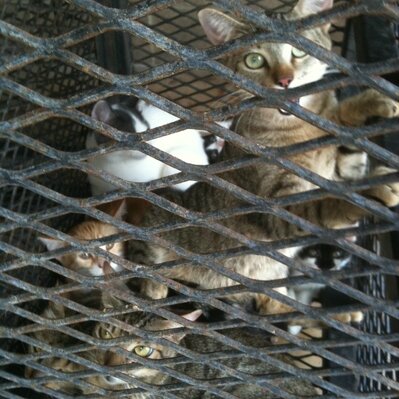 cage d'euthanasie