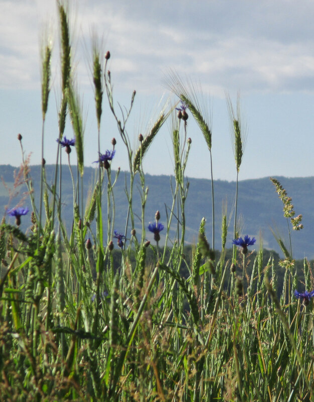 Bleuets & épis de blé (photo C.F)