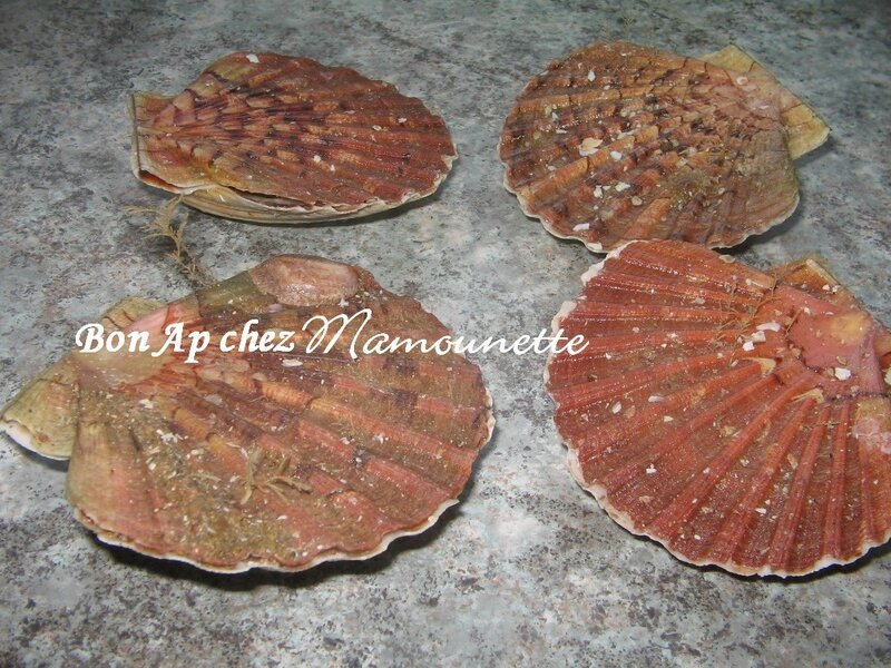 Coquilles St jacques 001