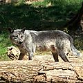 Loup Noir du Canada - Canis Lupus Occidentalis (1)