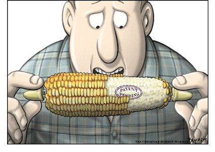 patent_corn
