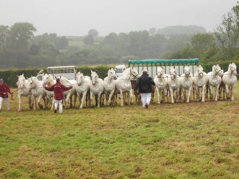 Bande de 15 poulinières des élevages du Marais et du Boncoin - Concours National - 26 Juillet 2015
