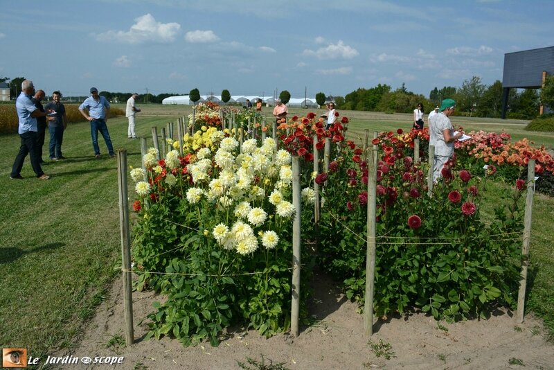 Jury-Dahlias-Label-Rouge