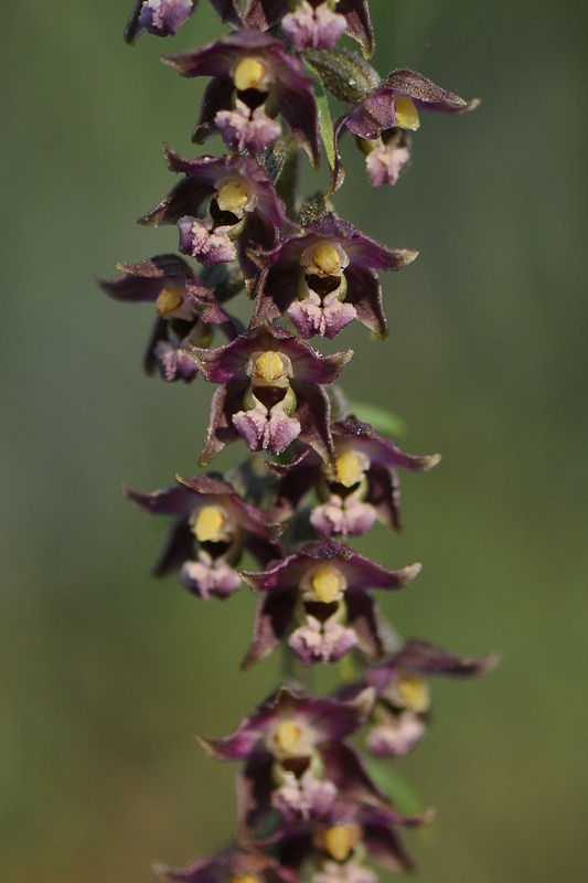 _DSC0503_Epipactis_atrorubens
