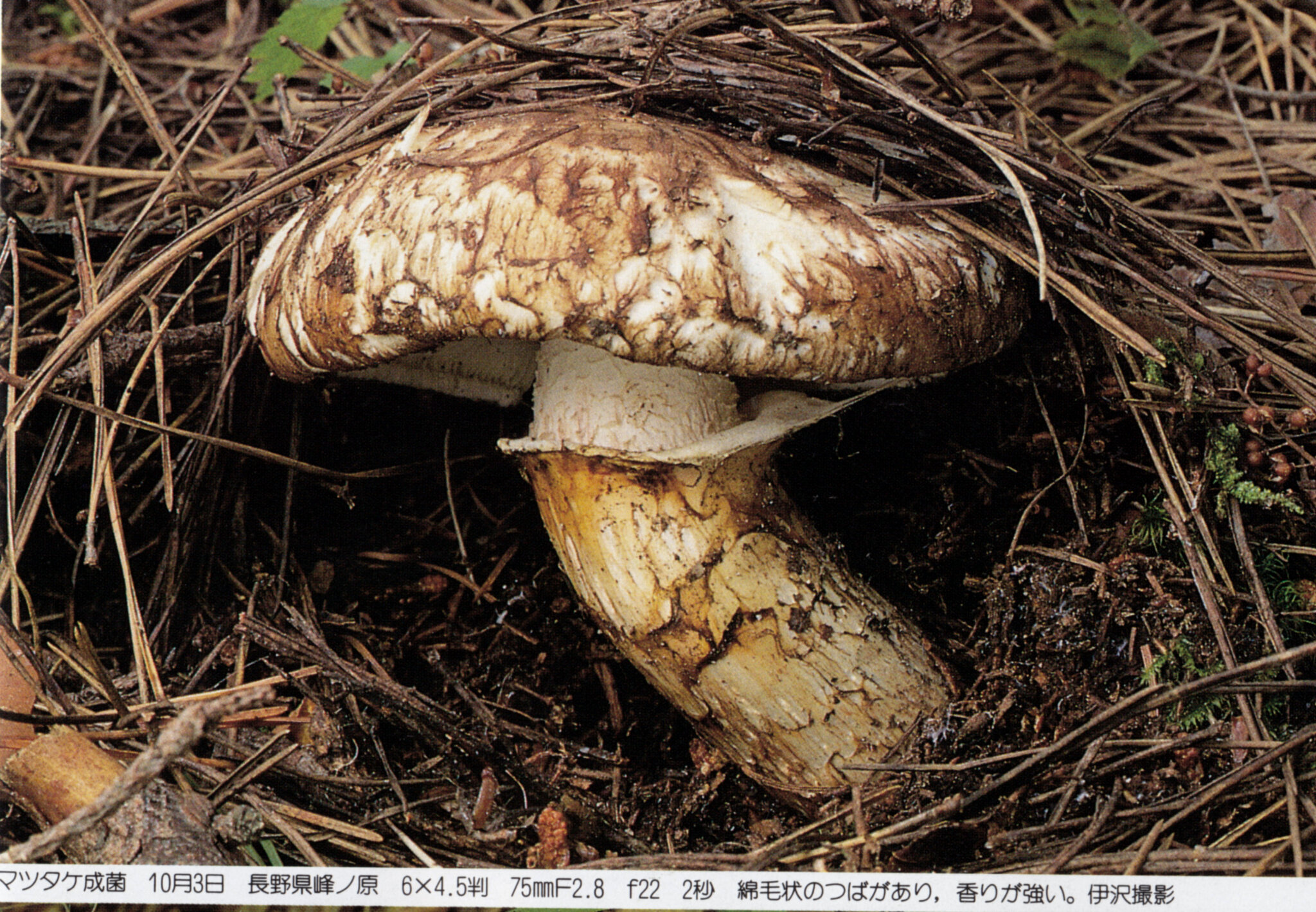 Tricholoma Matsutake 松茸 ﾏｯﾀｹ Ki No Ko Fungi