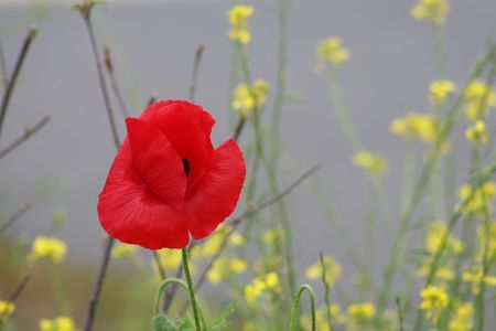 30_mai_2008_244