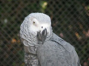Gris_du_Gabon