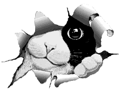 chat_346