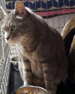 012820_gros minet