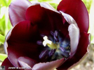 Tulipe Reine de la Nuit