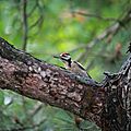 IMG_6743 - Copie