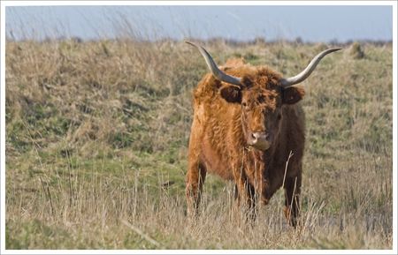 moeze_vache_longues_cornes_200209