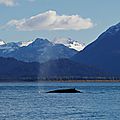 Whales Homer