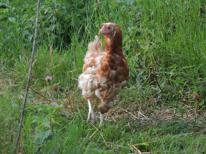 Qu'est-ce qui attire les poux rouges ?