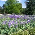 Venez prendre un bain d'iris au parc floral d'orléans,